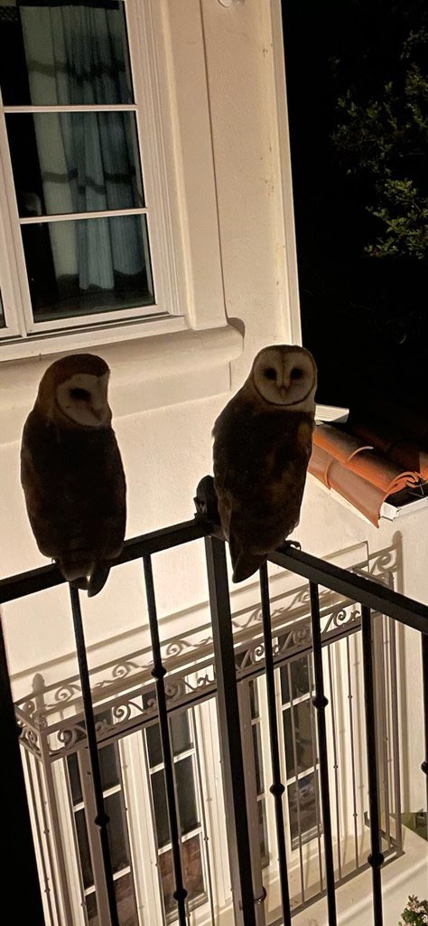 In honor of #AudubonDay > Our neighbor just below us has 5 of these owls living in his cypress tree. Aren’t they gorgeous ❣️