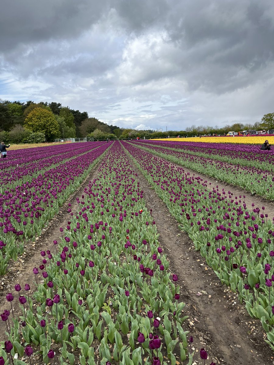 marcusbailey007's tweet photo. Tulips for Tapping #NorfolkHospice #Tulipsfortapping https://t.co/mTf3PC7OXw