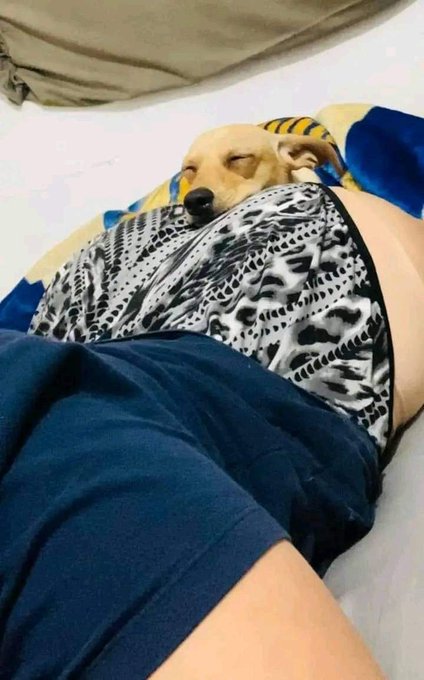 se for me tratar como um cachorro, q seja pelo menos assim:
