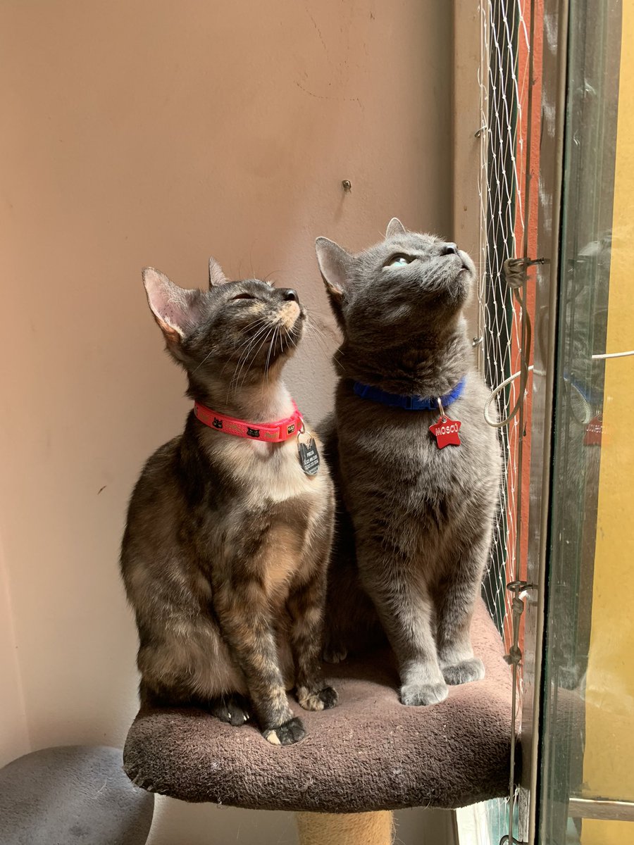 SandraCastroMa's tweet photo. Como les quiero y no soy egoísta, les comparto foticos de mis gatos bellos para que tengan un bonito día. https://t.co/pWQNjccAFA