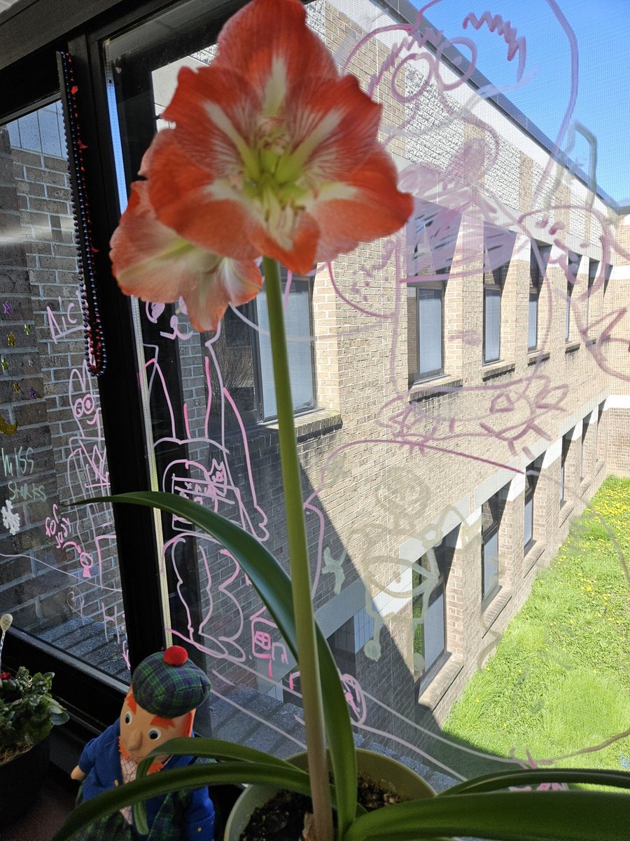 Look at the beautiful blooming amaryllis in the #oalibrary! It obviously loves the view - and being around all the books. #libraryflowers #libraryplants #greenthumb