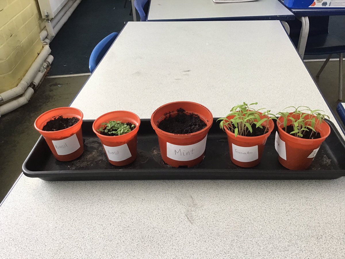 We aren’t having any luck with our mint, but out tomatoes are thriving! 🍅🍅🍅 @PelhamPrimary_ @trustilluminate