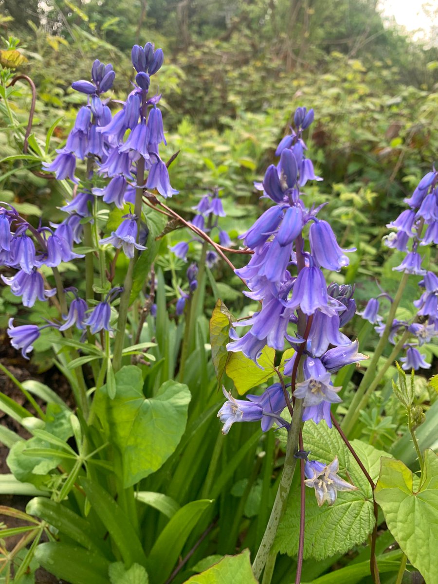 Storyteller Call-out. On 13th July, as part of Waterloo Festival, @stjohnswaterloo is hosting 'Secret Garden Tales' storytelling for adults. If you have a gorgeous story about gardens & would like to participate, please DM me or comment below. Can't wait to hear from you!