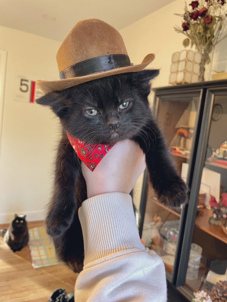 Dressed up my foster kitten like a cowboy in an attempt to get him adopted