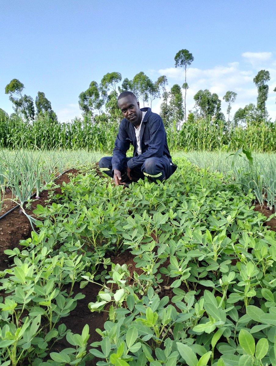 If not us ,who? If not now , when? Let's look at the maize behind me , They are planted for wind breaking. Pests are also blocked from entering the main farm from other farms. It's important ,make sure you have them surrounding your farm #windbreaker #regenerativefarming