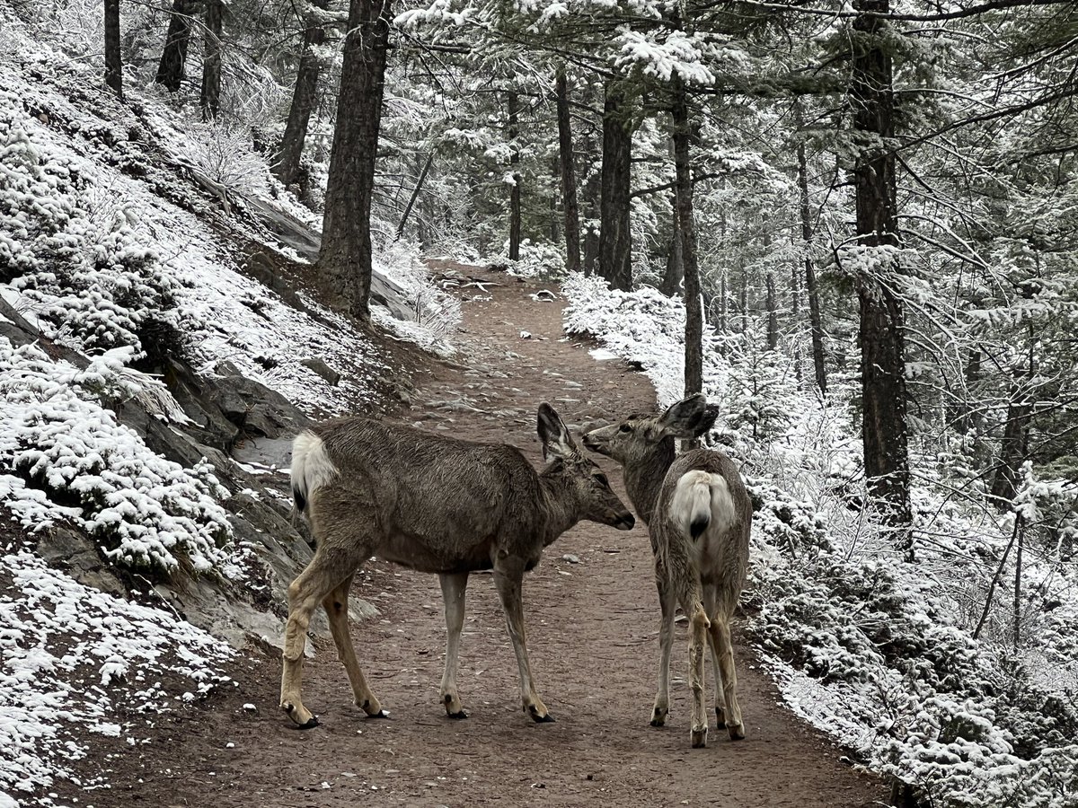 Mule deer nuzzling, Banff