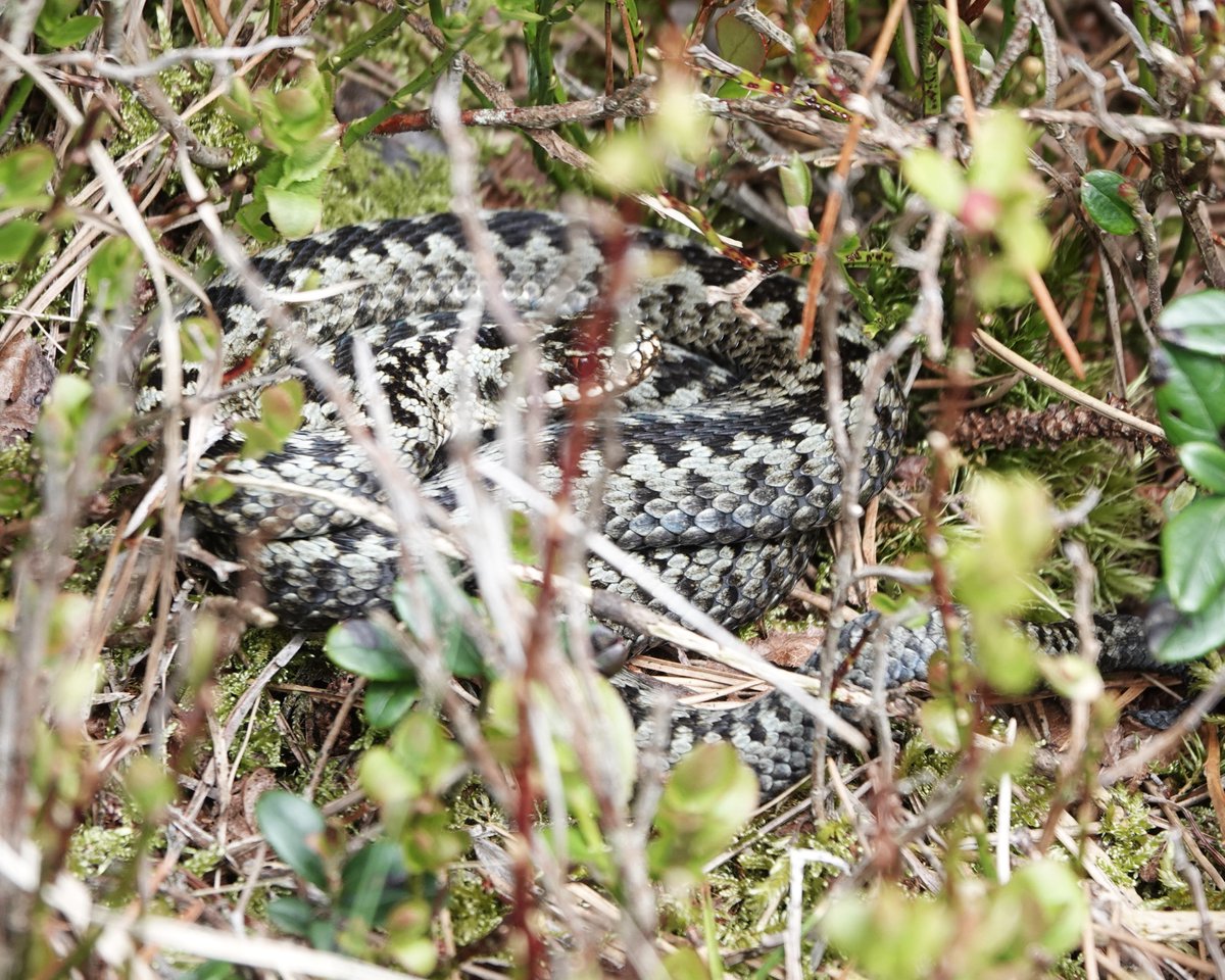 MalleyAndrew's tweet image. Trip into Langdale Forest this morning c 12 Adders, Slow Worm and 4 Common Lizard seen in a couple of hours. The Lizard with ticks under forearm. Also Raven over and two Redstarts. Amazing variation in colour of adders, from lichen grey to orange/brown.