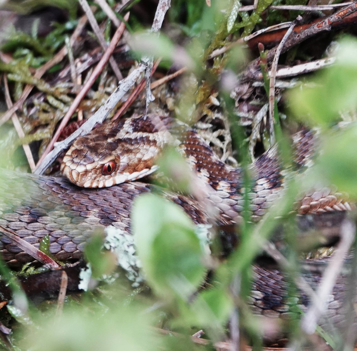 MalleyAndrew's tweet image. Trip into Langdale Forest this morning c 12 Adders, Slow Worm and 4 Common Lizard seen in a couple of hours. The Lizard with ticks under forearm. Also Raven over and two Redstarts. Amazing variation in colour of adders, from lichen grey to orange/brown.