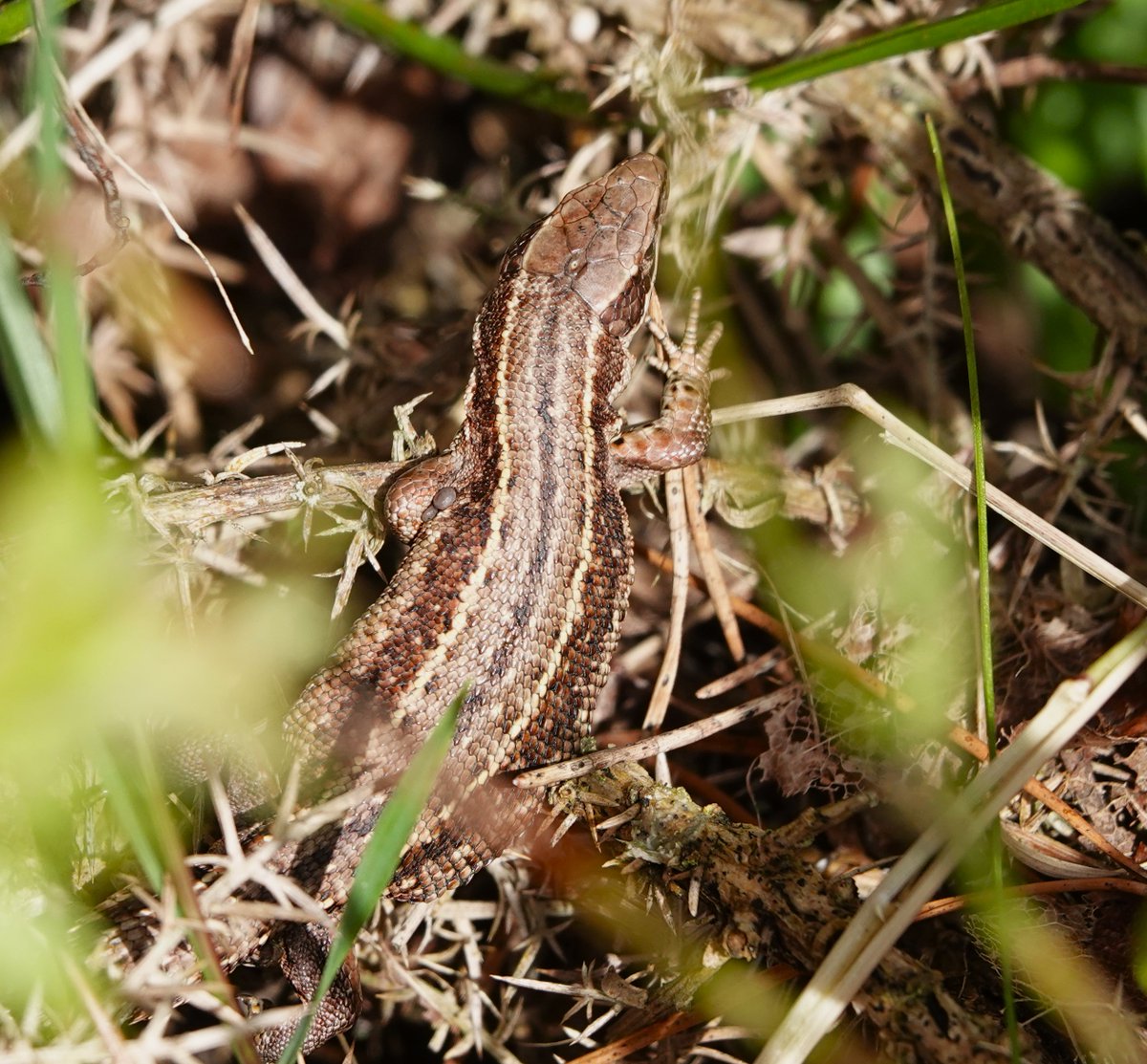 MalleyAndrew's tweet image. Trip into Langdale Forest this morning c 12 Adders, Slow Worm and 4 Common Lizard seen in a couple of hours. The Lizard with ticks under forearm. Also Raven over and two Redstarts. Amazing variation in colour of adders, from lichen grey to orange/brown.