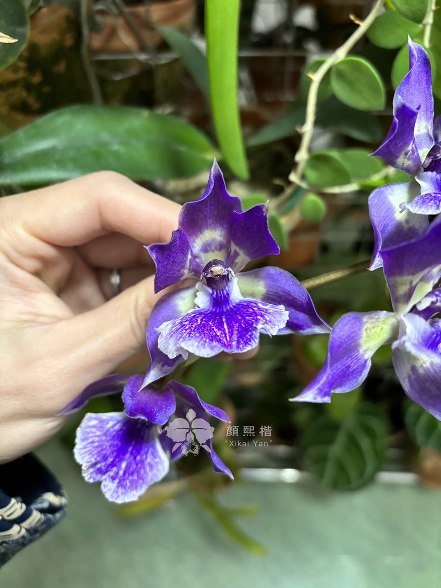 Zygonisia Murasaki Komachi 'LIA НО' SM/TIOS (Zygonisia Roquebrune