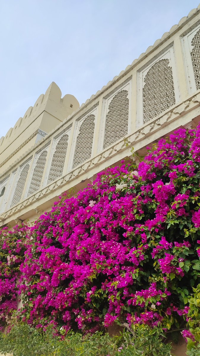 Bougainvillea. 💗