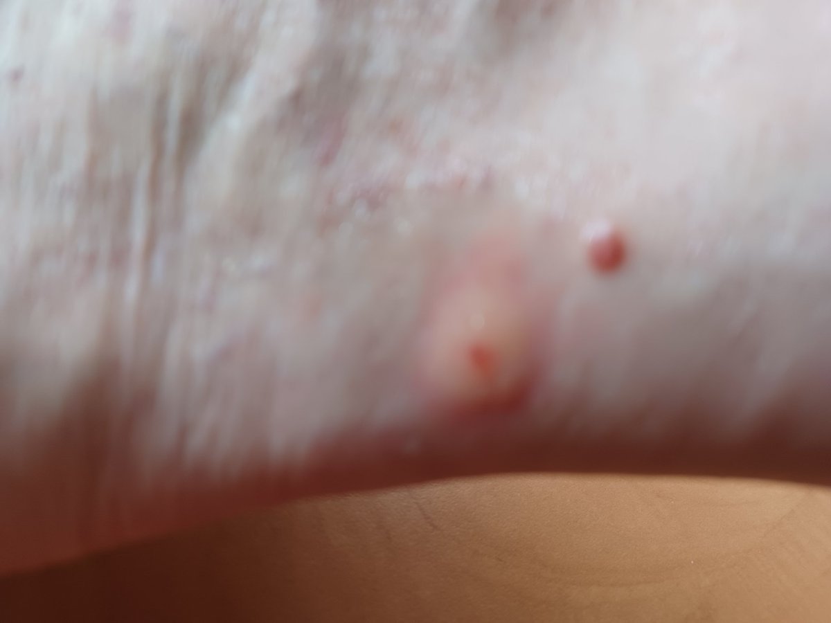 Vegas Conservative tweet media