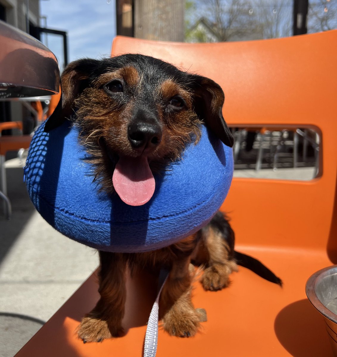 The only positive to not working right now is that I have the cutest lunch date every day.🤗 (Don’t judge her donut, she’s recovering from surgery)