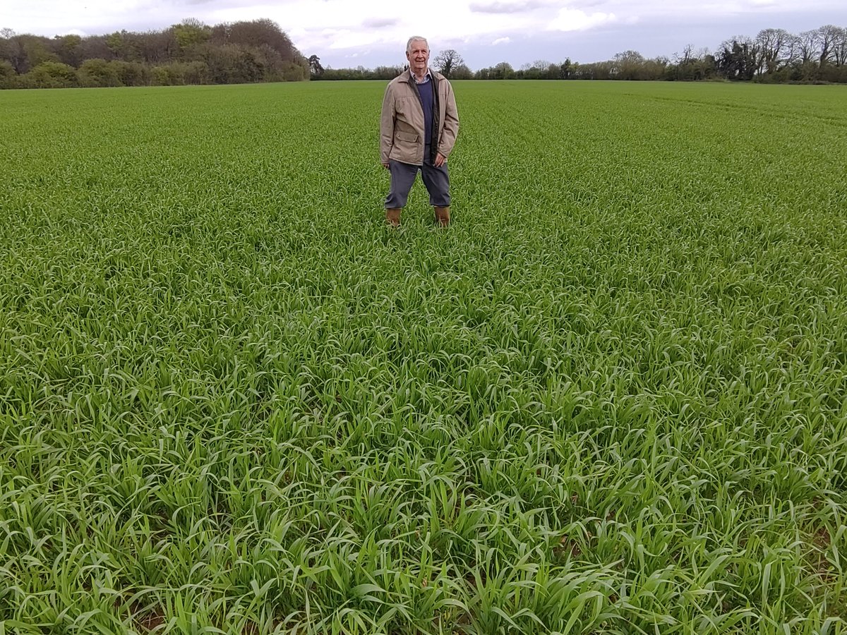 It has been a tough establishment season for winter sown cereals. Weatherproof T101 Wintermax Forage Triticale stands out. Seed crops in adjacent fields sown December &amp; January. James Wallace for scale! @WynnstayAgri <a href="/DaltonSeeds/">Dalton Seeds</a> <a href="/ProCamUK/">ProCam UK</a> Oct. crops already grazed or in clamps