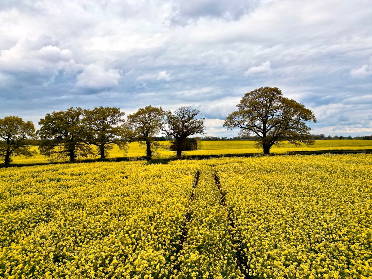 spj1958's tweet image. Mellow Yellow (Quite Rightly) #mini3pro