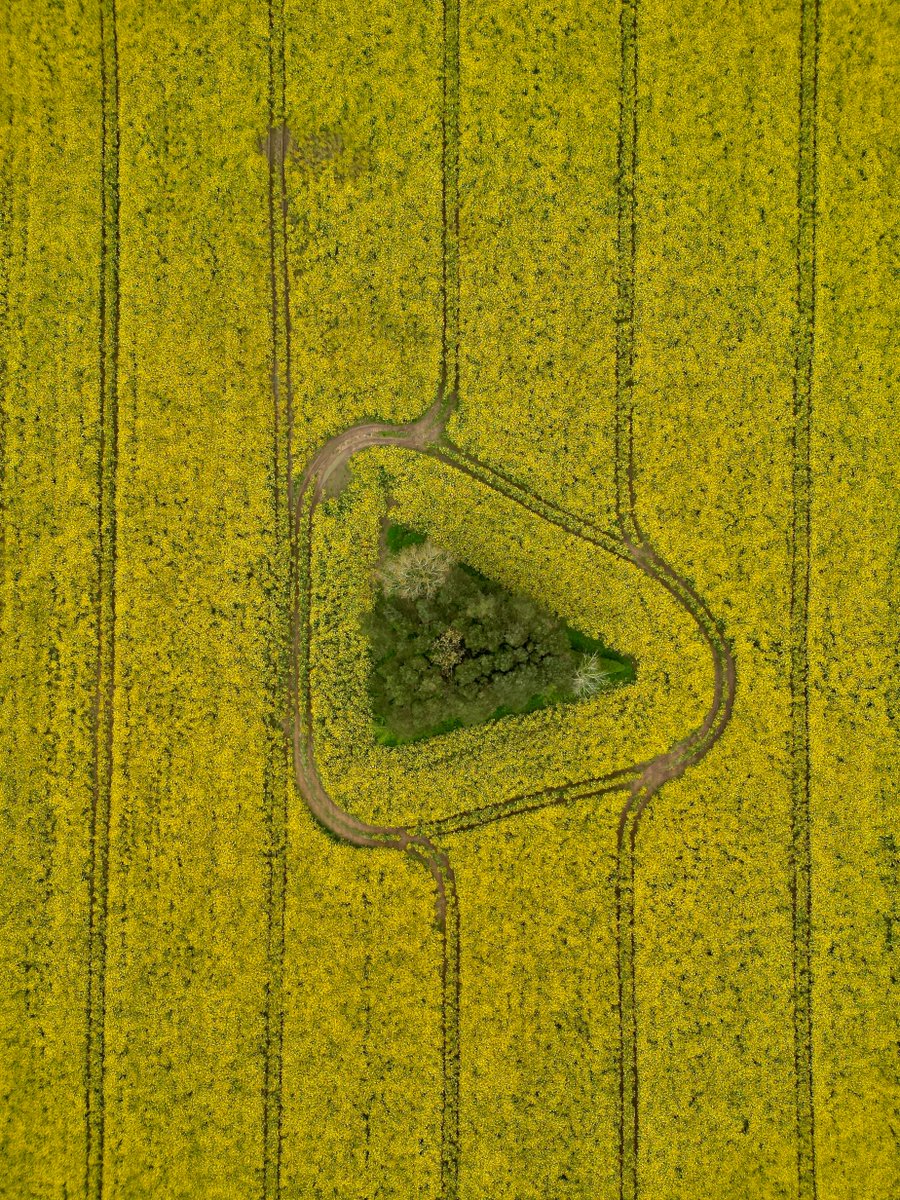 spj1958's tweet image. Mellow Yellow (Quite Rightly) #mini3pro