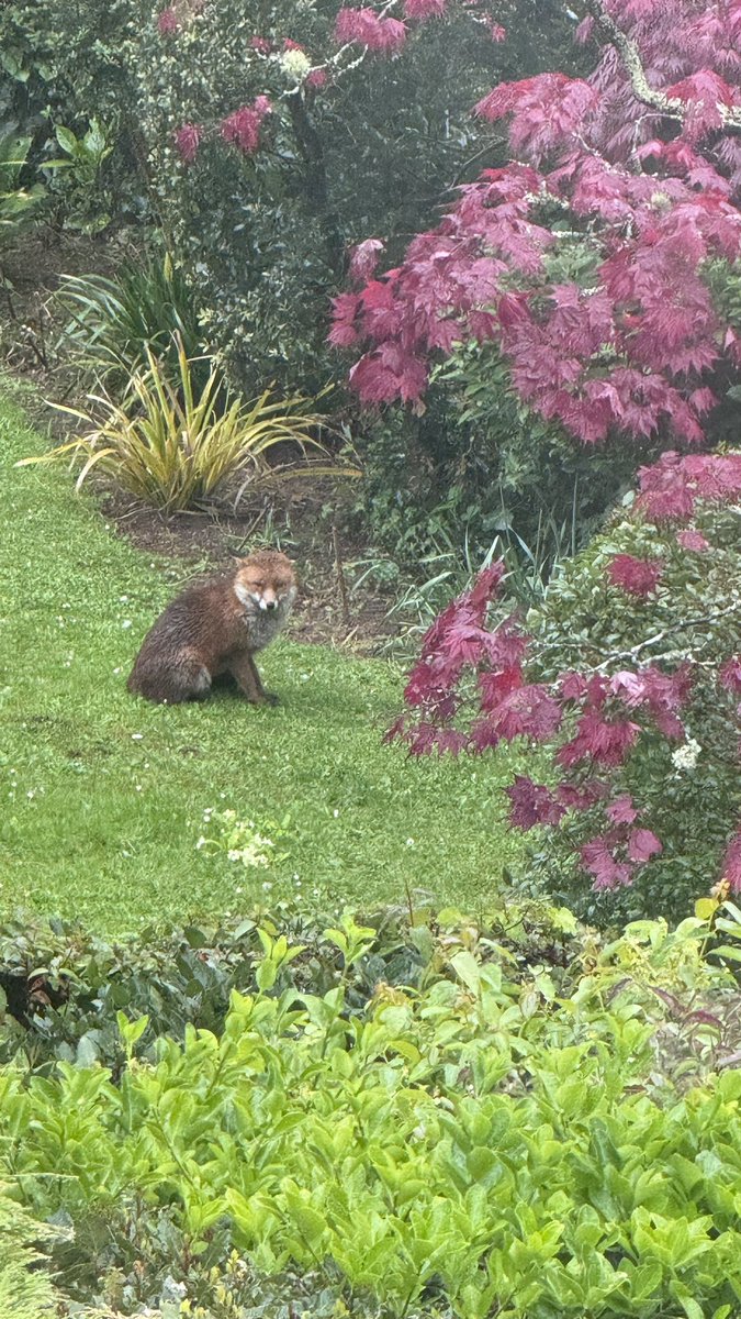 This little visitor to the garden isn’t enjoying the rain! 🦊