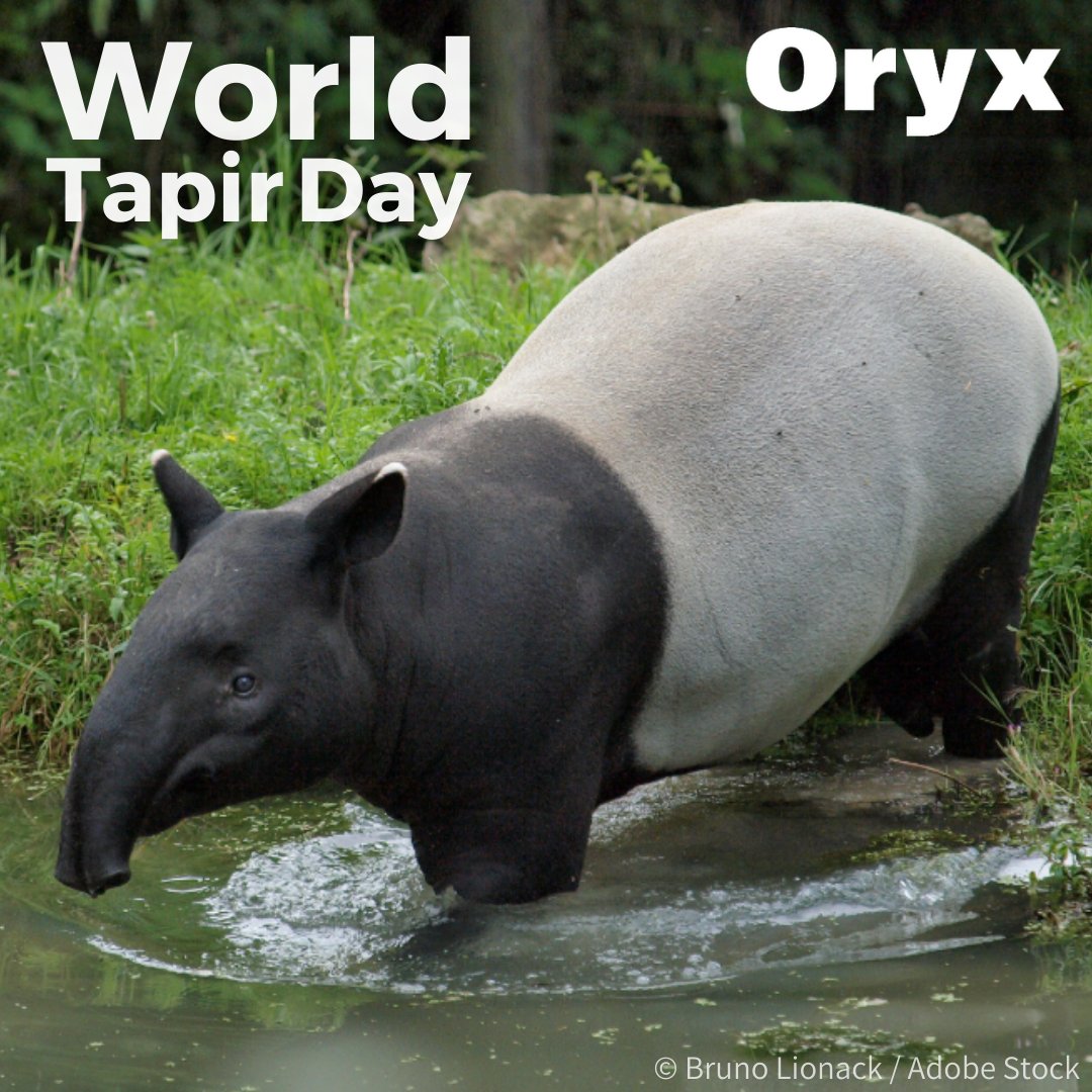 Happy #WorldTapirDay! Kuswanda et al. recently investigated local community characteristics and potential conflicts around Asian tapir habitat in Sumatra, finding that local people did not react negatively to #tapirs even when browsing in gardens 🍃 doi.org/k58t
