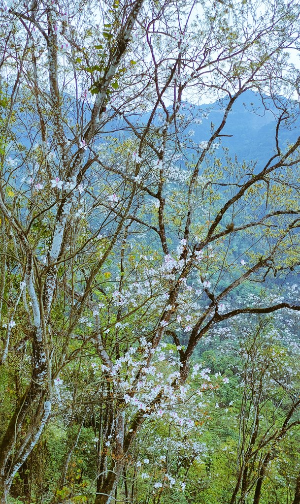 Nacho, nature beauty 
#Nacho #arunachalpradesh #trees #mountains #arunachaltourism #incredibleindia  #nachoarunachalpradesh #sustainabletourism #vocalforlocal #dekhoapnadesh #atmanirbhar #swadeshdarshan #culturalfestival #localfestival #UpperSubansiri
#tourismgoi #swadesh_darshan