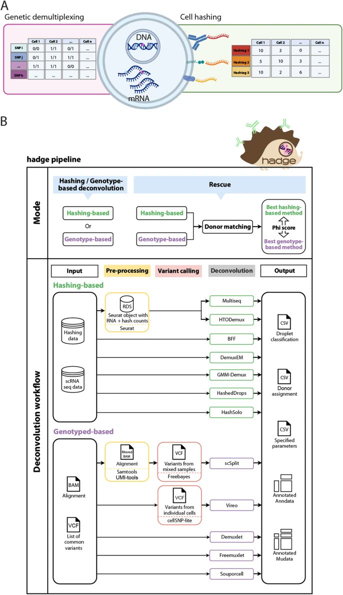 Great motivator to head into the weekend: Our donor deconvolution pipeline 'hadge' is out in Genome Biology! genomebiology.biomedcentral.com/articles/10.11… This Nextflow pipeline combines 12 hashing and genotype based deconvolution methods to also enable a novel joint deconvolution strategy