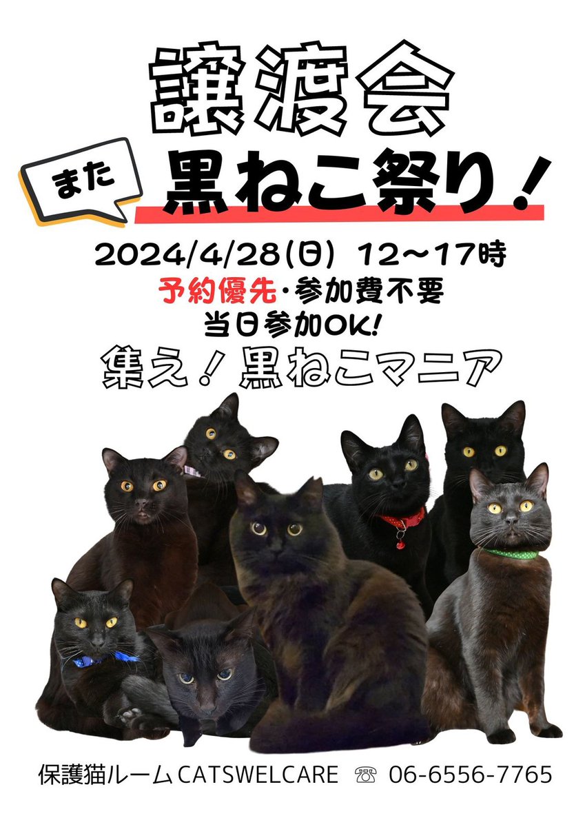 明日、4/28は譲渡会！ またまた黒ねこが集まっております🐈‍⬛ もちろん黒ちゃん以外もいますよ🐱 お話だけ聞いてみたい！って方もお待ちしております☺️👌 #黒猫 #黒ねこ祭り #譲渡会 #保護猫カフェ