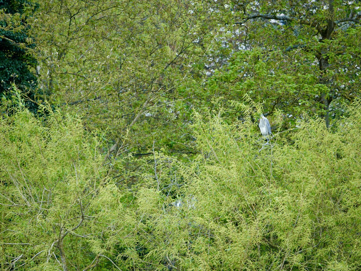 Three distant Heron chicks at nest 3 for a belated #3sDay but I did take them on Thursday ☺️