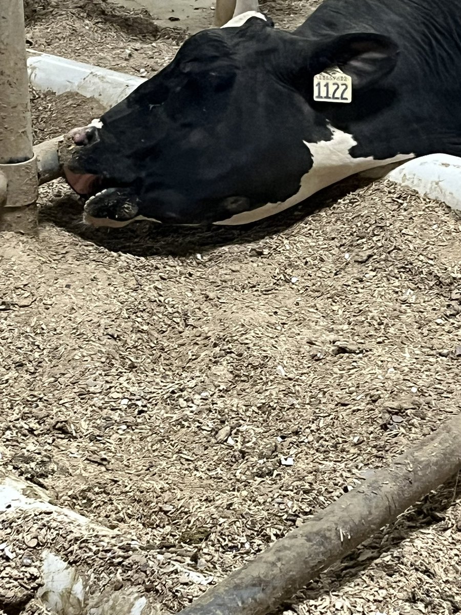 This girl was in a deep sleep. Felt bad that I had to wake her up to get milked. #ontag