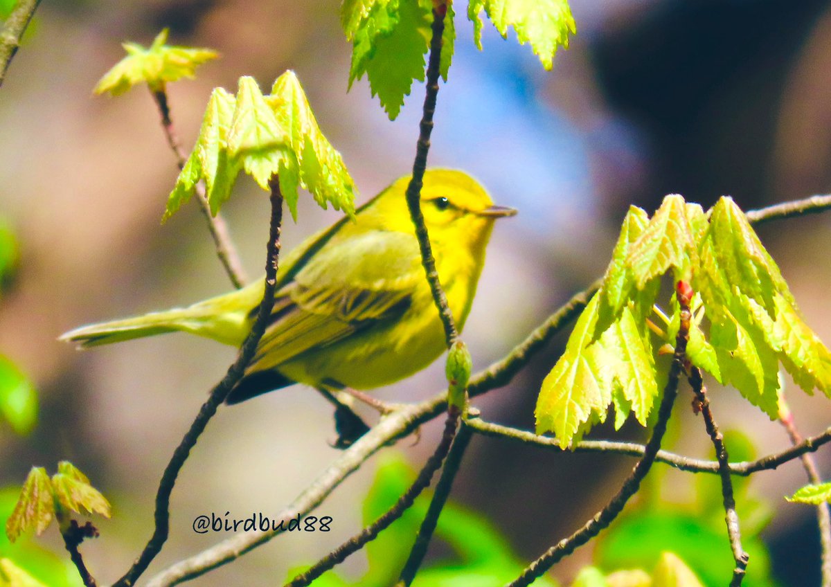 FOS Nashville n Prairie warblers 😃#NaturePhotography #TwitterNatureCommunity #TwitterNaturePhotography #nature #birdwatching #BirdTwitter #birdphotography #warblers