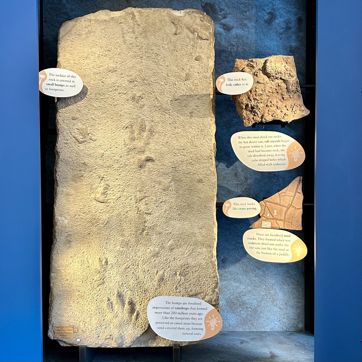 Many of us are familiar with body fossils (e.g: dinosaur bones), but did you know that the behaviour of prehistoric life can be preserved as trace fossils? These 200 million year old Chirotherium footprints from the Triassic are trace fossils! 👣 #FossilFriday #TraceFossils