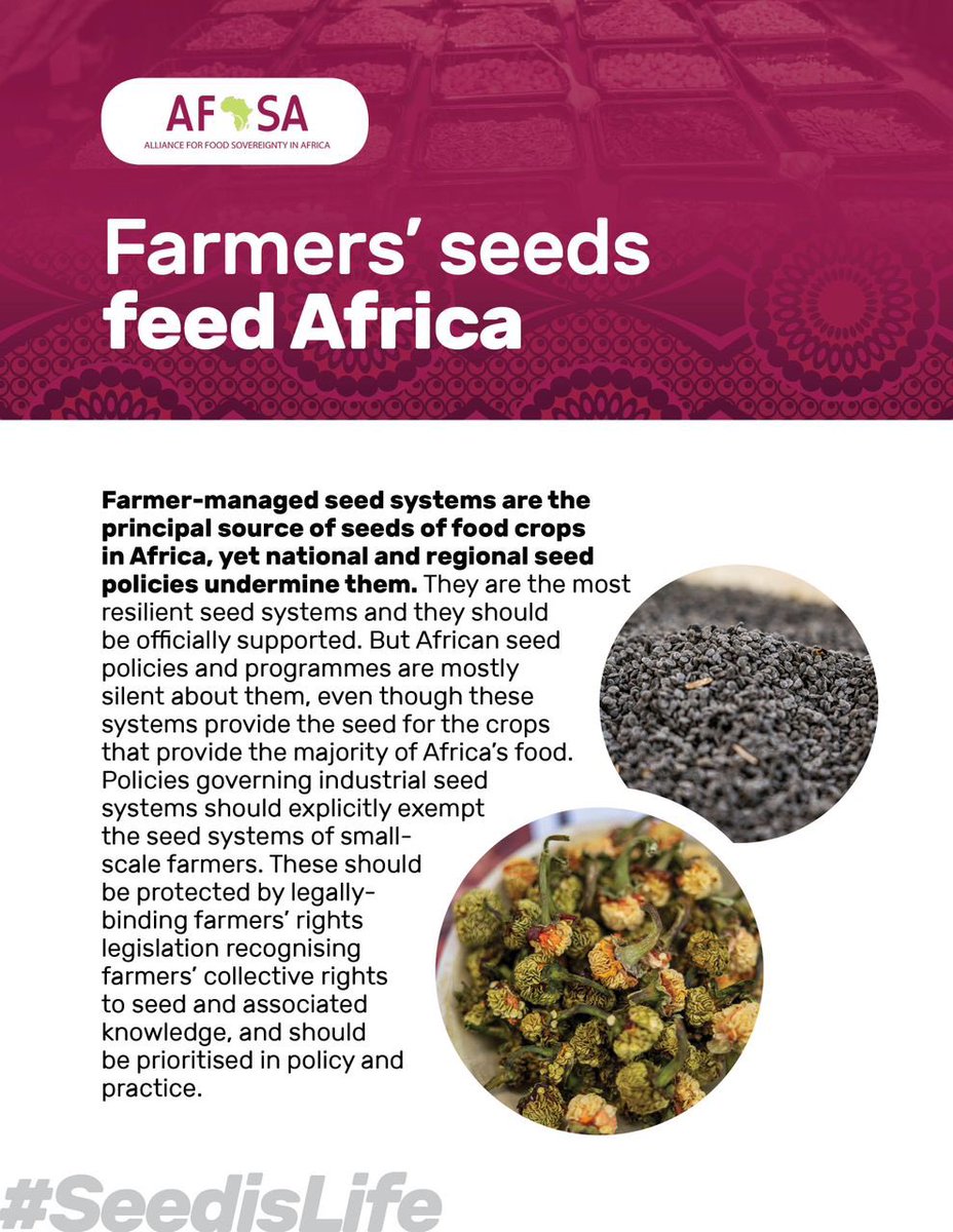 Farmer managed seed systems are the most resilient seed systems and they need to be officially supported. These systems provide the seed for the crops that’s provide majority of Africa’s food. #SeedIsLife #MaSemenceMaVie ⁠#InternationalSeedsDay