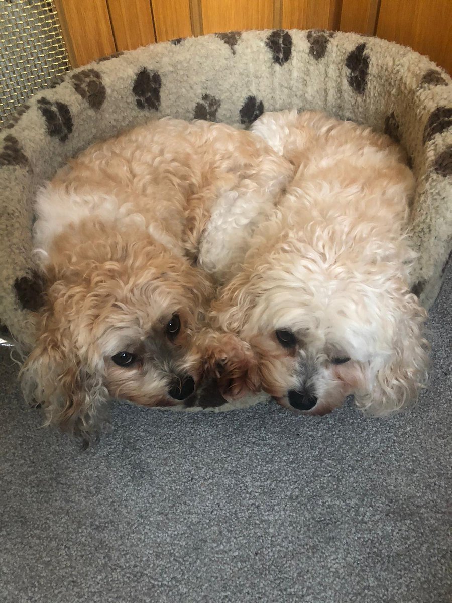 Please retweet to help Holly and Poppy find a home together CURRENTLY IN #BUCKINGHAMSHIRE but can re home nationally for the right family #UK Location not specified please contact The Cinnamon Trust for exact details. At 12 years young, these Cavachon sisters are the epitome of