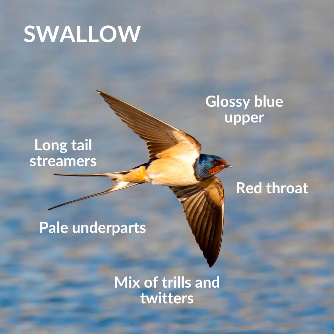 Who's spotted their first swift of the season? They're starting to trickle in from their long migratory journeys: we've heard reports of a few spotted in Hill Head, Lepe, Lymington and plenty at Fishlake Meadows in Romsey. For more on summer visitors: bit.ly/3JDY2BT