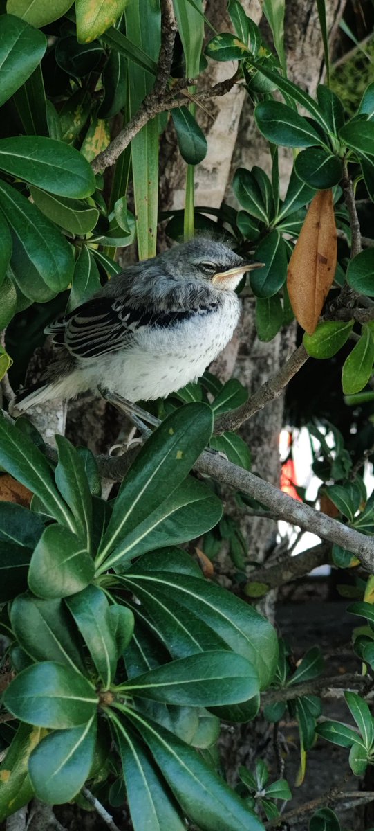 Tropical mockingbird chick
#shotononeplus
#oneplus
#hasselblad
#puertomorelos