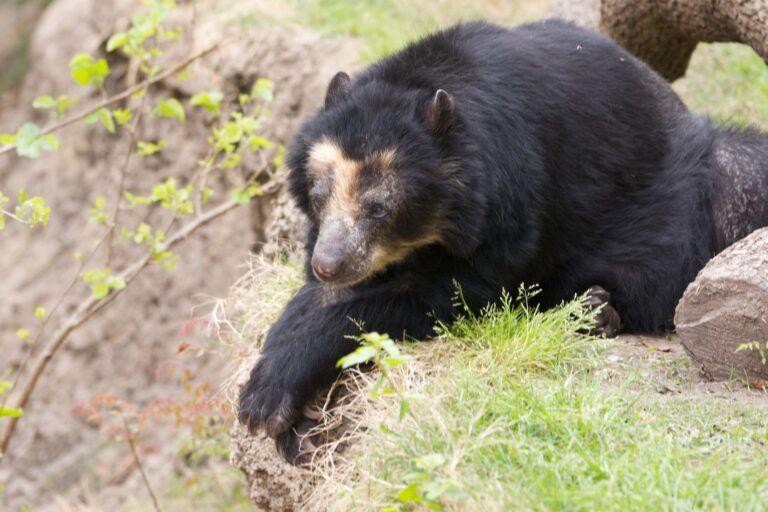 Wildlife from space: Winners of Satellites for Biodiversity Award named #satellitedata #earthobservation #conservation #biodiversity
news.mongabay.com/2024/04/wildli…