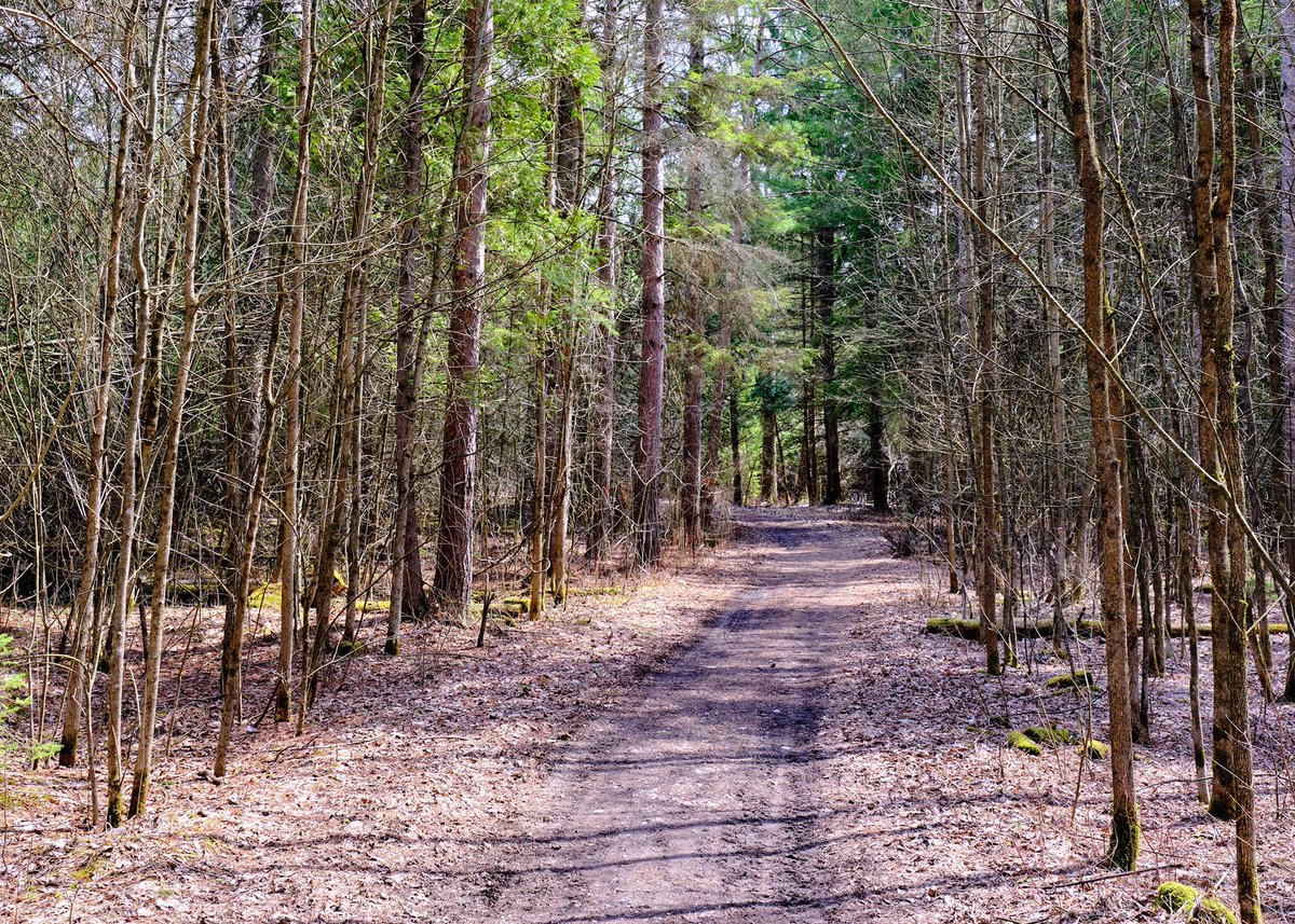 #StepIntoNature this weekend and visit a Conservation Area! 🌳 SNC's seasonal parks remain closed for the season, however, the year-round conservation areas are open and bursting with new life this spring! 🌱🌷 nation.on.ca/recreation/win… 📷: Warwick Forest CA, Berwick ON
