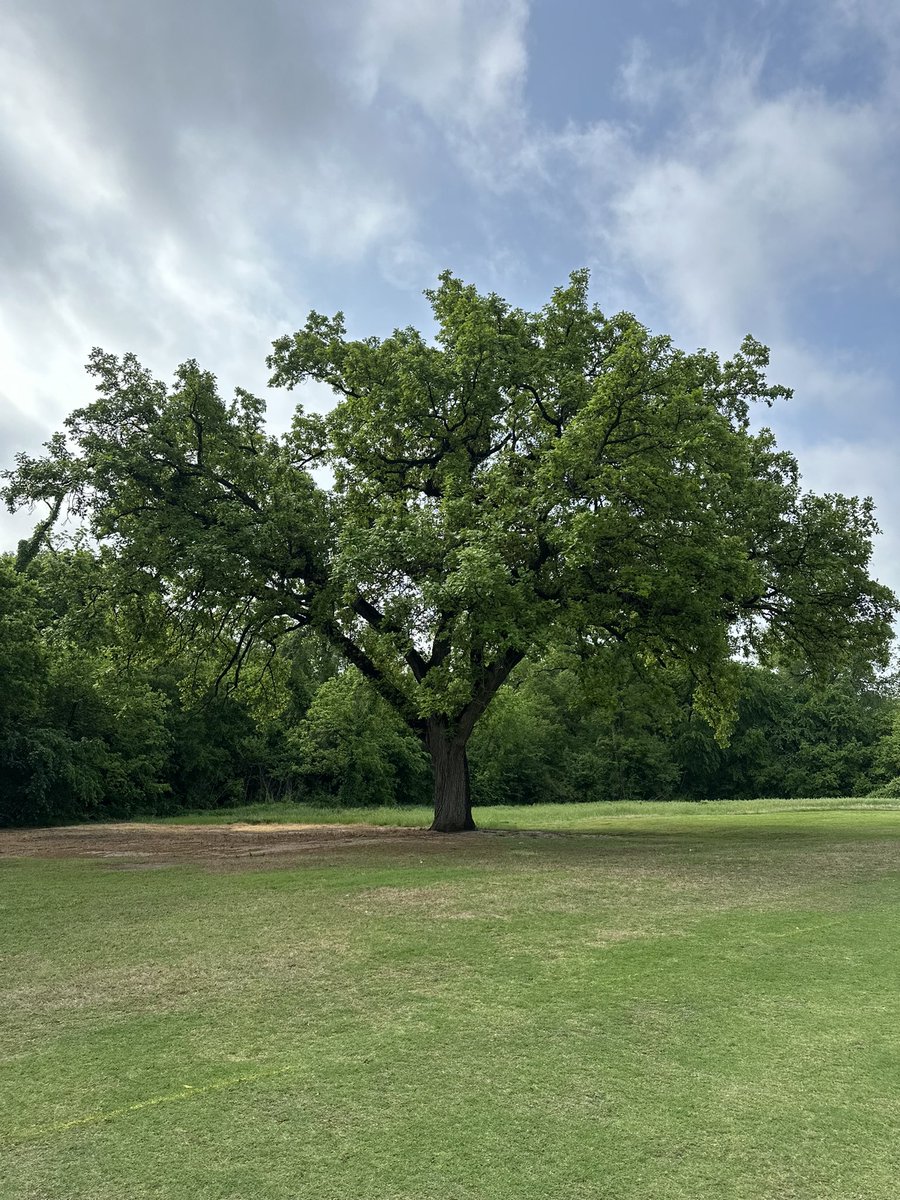 Happy Arbor Day! 🌳 Did you know the oldest tree on campus is on the Jimmie Austin Golf Course? It is called the Champion Bur Oak and is located on the 7th hole fairway!