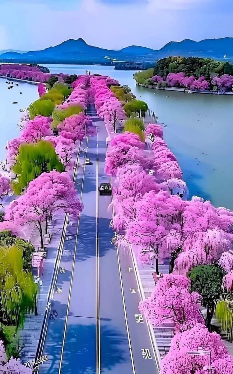 Road has Cherry  blossoms !!!🌸