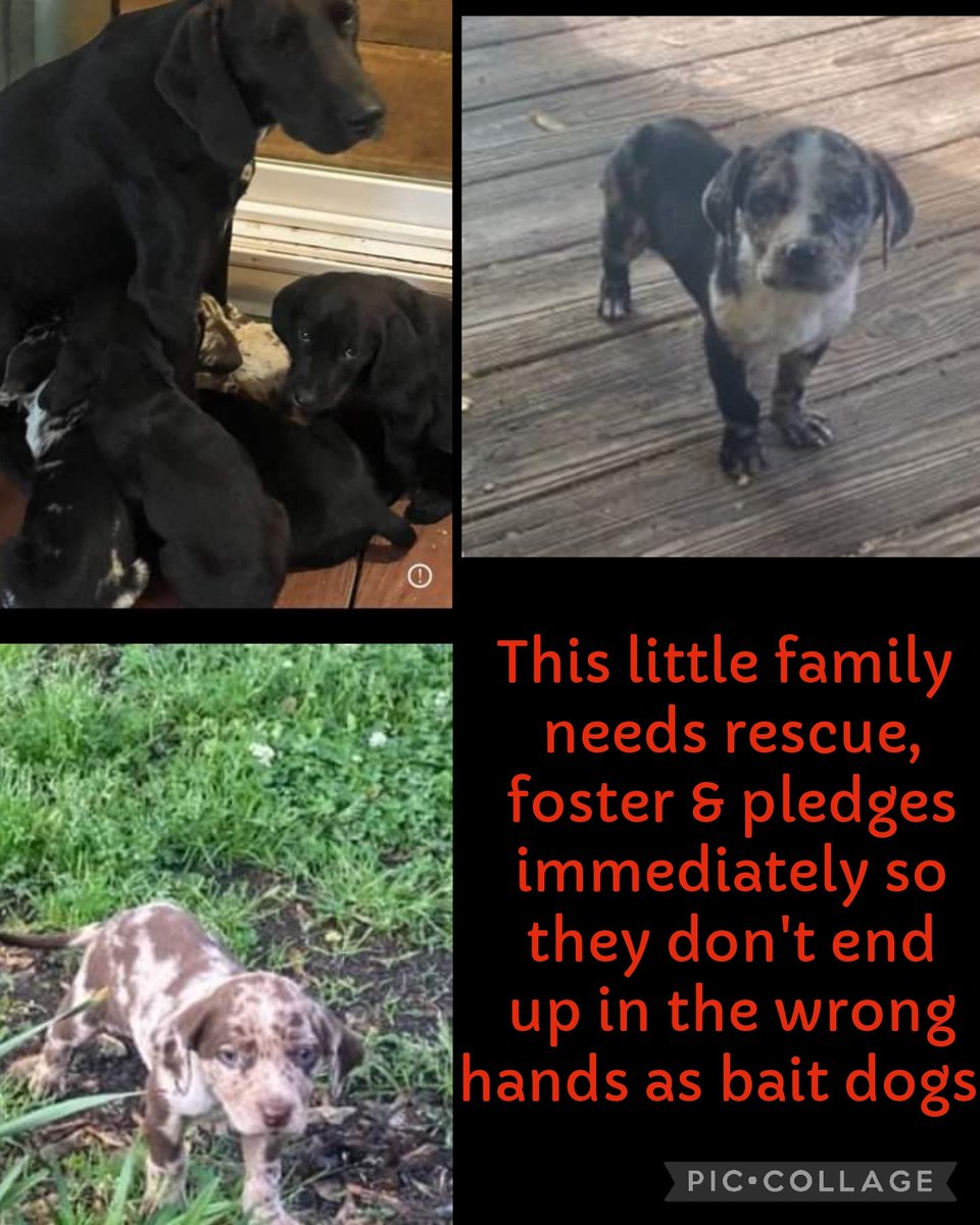 SUMTER SC SAVE THIS MOM AND BABIES- 

Family needs rescue, & pledges & foster immediately so they don't end up in the wrong hands as bait dogs.  
email fmvitgliano@comcast.net 'Mom and Babies'  

#rescue #adopt  #dogs #deathrowdogs #deathrow  #codered #savingrusselldogs #puppies