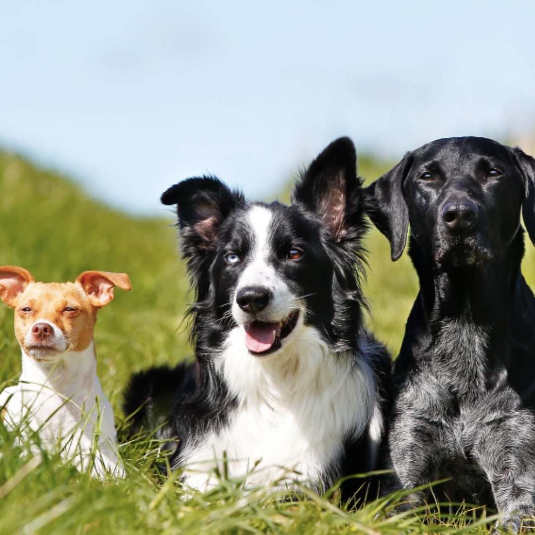 Want to better understanding your dog? Then check out our Introduction to Canine Behaviour course! 🐶 Classes start on 22nd May 2024 and will run every Wednesday for 10 weeks from 7-9pm. ➡️ Learn more and apply today! eu1.hubs.ly/H08MlmF0 #PartTimeCourse #CanineBehaviour