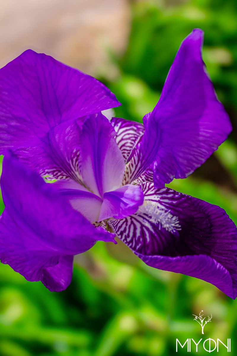 A majestic purple iris flower blooms vibrantly from the lush grass, symbolizing growth and renewal

#canon #photography #canonphotography #NatureBeauty #FlowersOnFriday