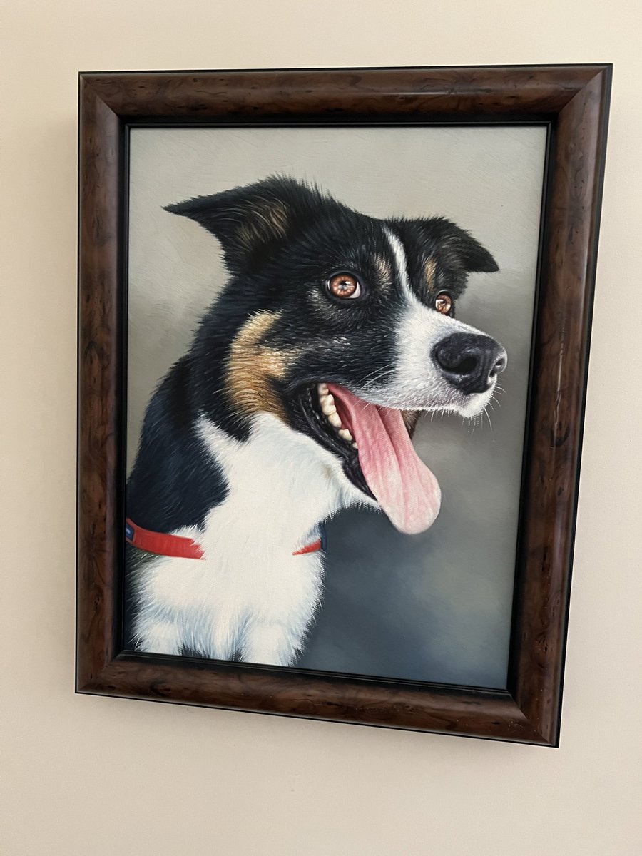 @Dalbodog I have one too!!! #bordercollie #dogsoftwitter #twitterdogcommunity