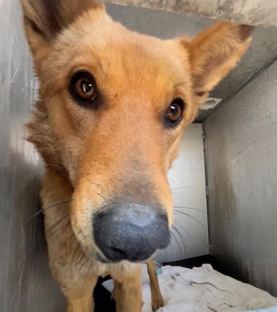 🆘 SHEPHERD DOG DALLAS #A710588 (1yo F, 27lb) SURRENDERED BY OWNER IS TO BE KILLED TODAY 4.26 BY SA ACS #TEXAS‼️ Dog friendly. 🚨wounds on face & head, anxious & runs to other side, scabbed wound in R buccal region & apex of L pinna #Foster/#AdoptDontShop ☎️2102074738 #PLEDGE