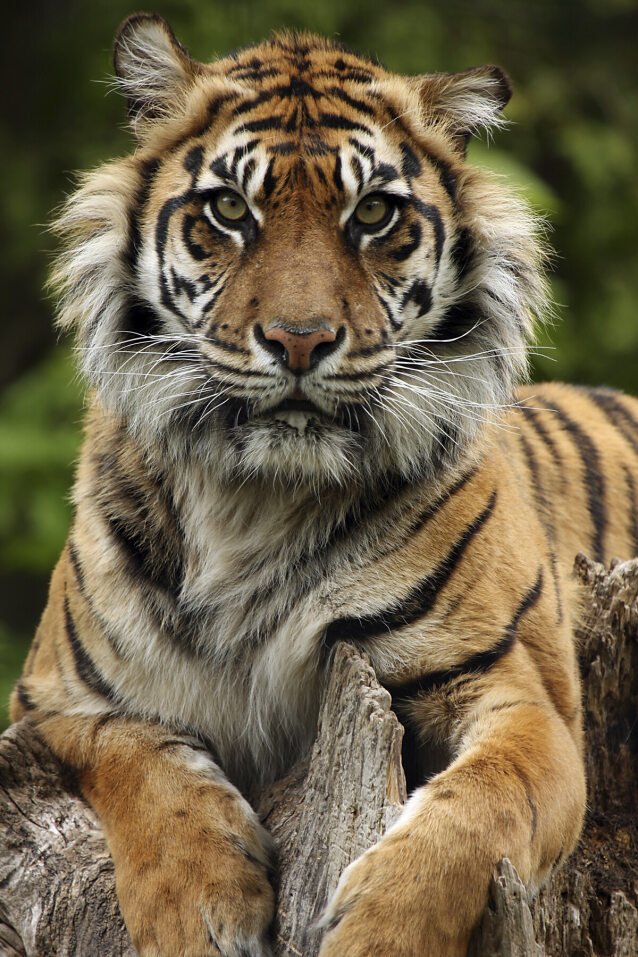 Fun Fact of the Day
Sumatran tigers are proficient swimmers and possess webbing on their paws to aid in swimming. They love swimming and will occasionally cool off by taking dips in nearby rivers. #funfacts #sumatrantiger #nashvillezoo