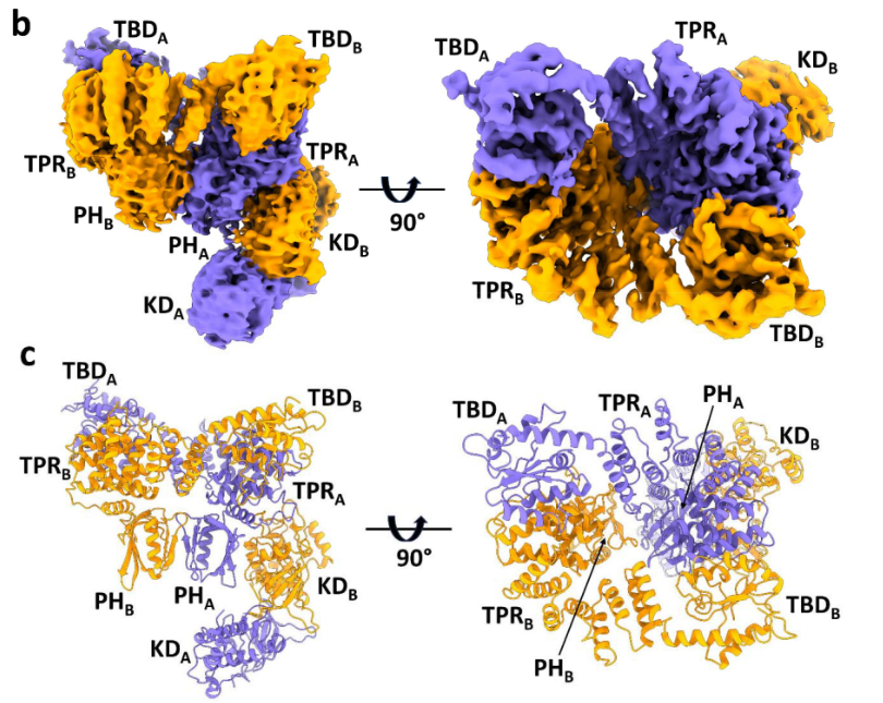 A new study unveils the intricate dance of #ASK1 & TRX1 proteins at a molecular level, shedding light on ASK1 #regulation in diseases like #cancer & #neurodegeneration. Structural insights pave the way for targeted therapies. Read more in @eLife⬇️ 🔗elifesciences.org/reviewed-prepr… (MK)