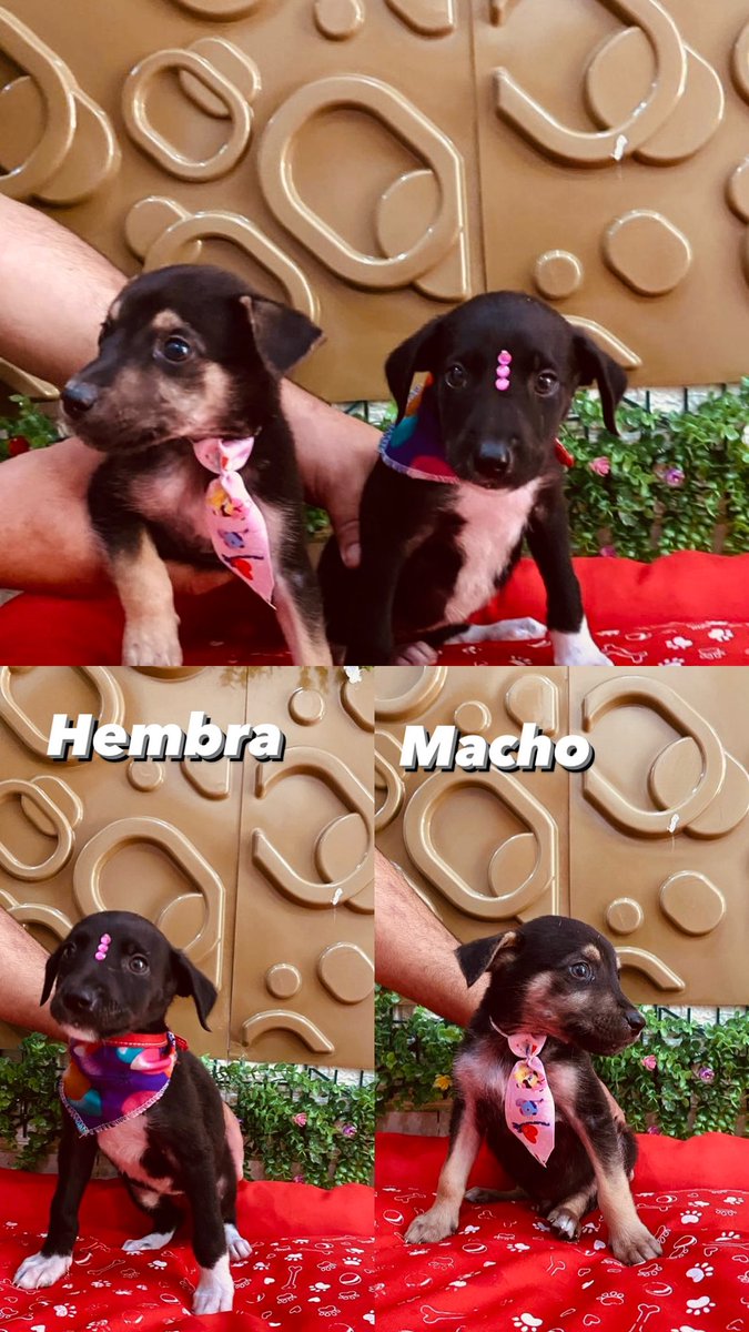 Estos hermanitos buscan hogar 🙏🏼🥹
RT para que encuentren familia