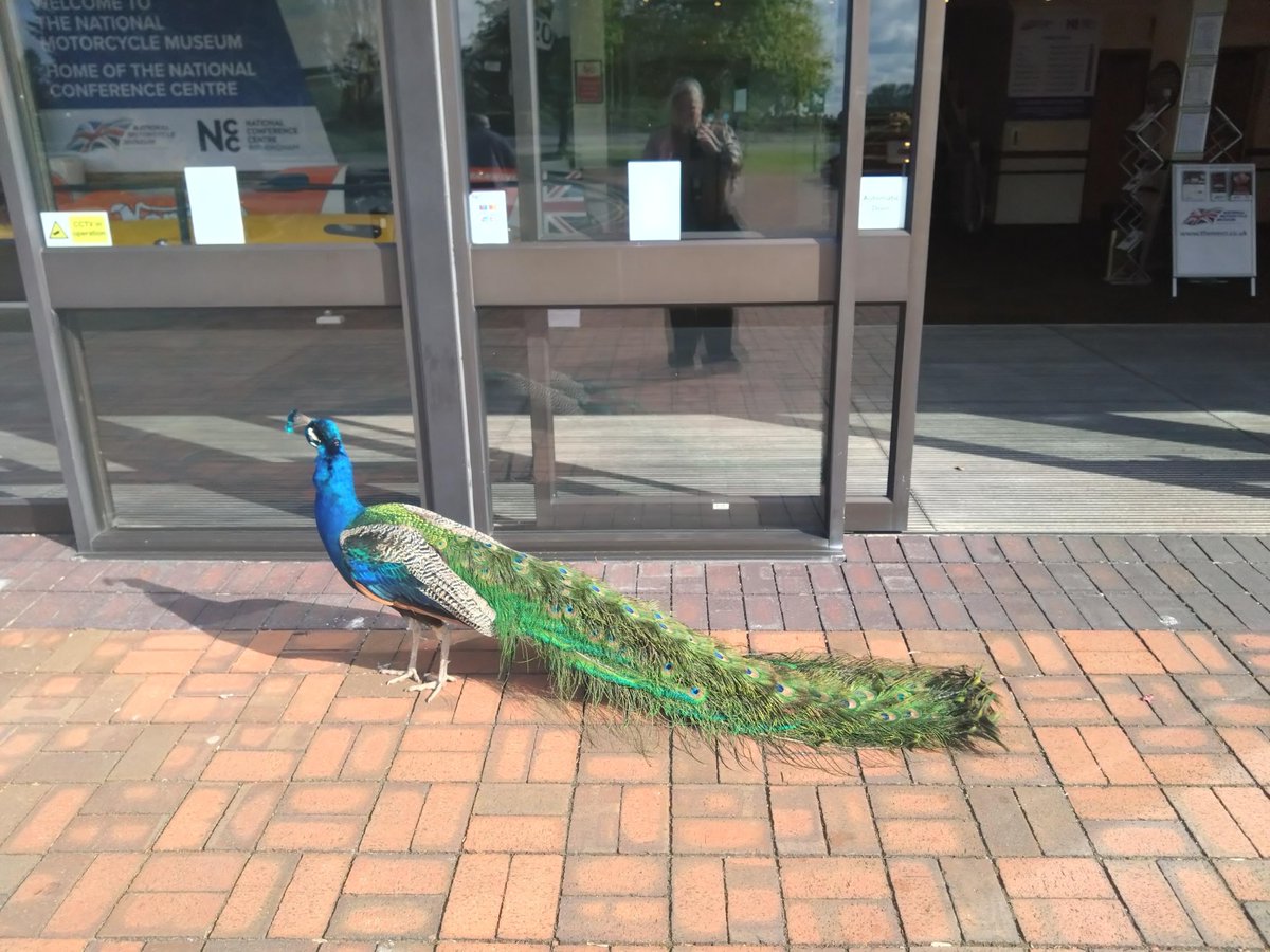 We're thrilled to announce that Lantra will be at the prestigious NCC in Birmingham for this year's LBEL Awards 🙌 Our team had a warm welcome from the resident peacock, Bob, who might just grace us with his presence on the night of the ceremony! #LBELAwards24