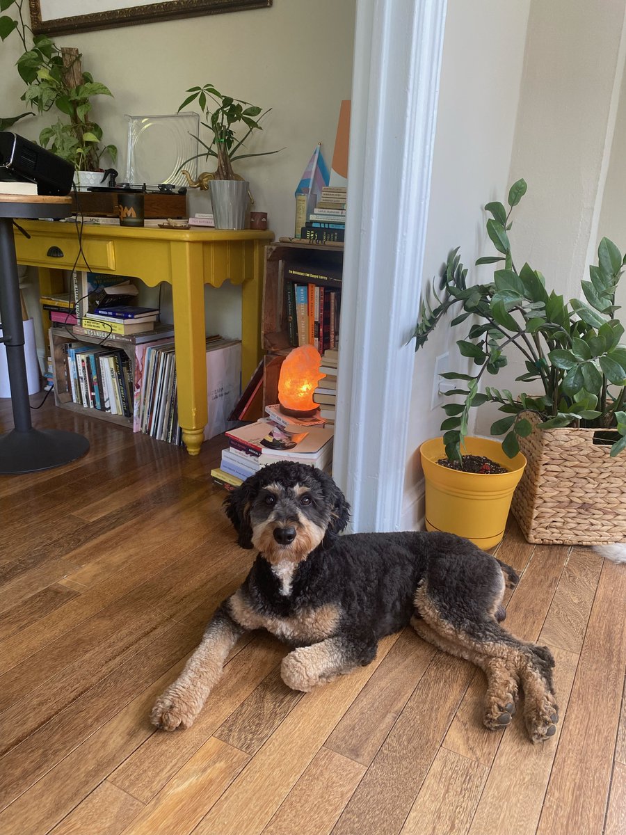 tweet for local DC: a friend found this pup in Malcom X Park about an hour ago. She's looking for their owner! reach out if you know who he belongs to