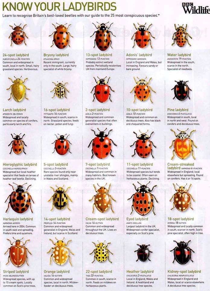A chart for the dozens of ladybirds🐞