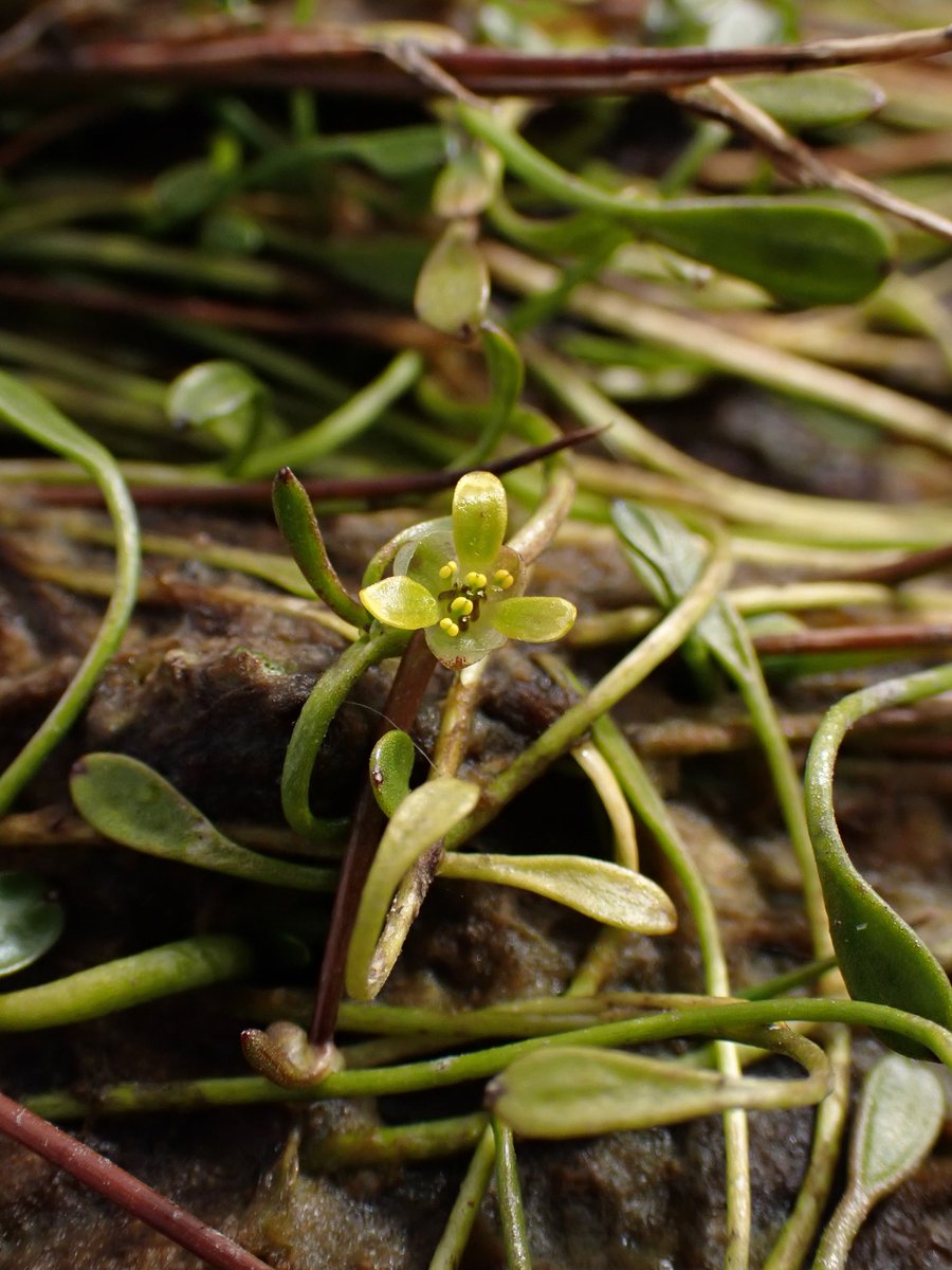 Première #ListeRouge pour l’exceptionnelle flore des îles #Kerguelen : des résultats encourageants ! 🔴🌺 📍 Ce vaste territoire abrite seulement 29 espèces endémiques de plantes vasculaires dont une seule est menacée : la Langue de cerf de Rand 👉 bit.ly/3QfNyMn