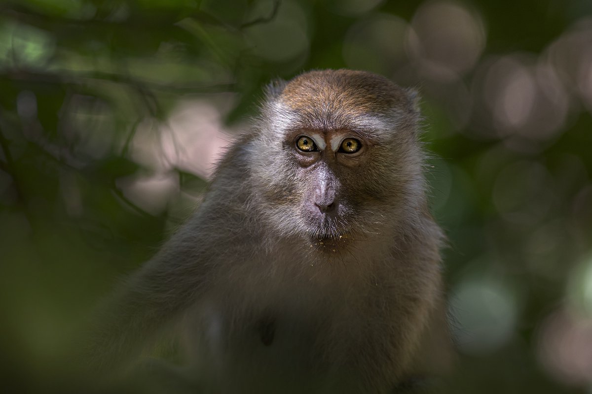 karits.eu/index.php/2024…
#CrabEatingMacaque #MacacaFascicularis #PrimatePhotography #NaturePhotography #WildlifePhotography #NatureLovers #Wildlife #WildlifeAddicts #PrimatesOfInstagram #WildlifeWatching #Nature #Zoology #PrimateSofig #InstaPrimates